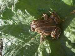 Pelobates vespertinus