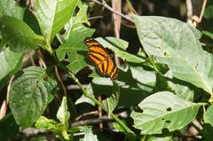 Eresia phillyra phillyra