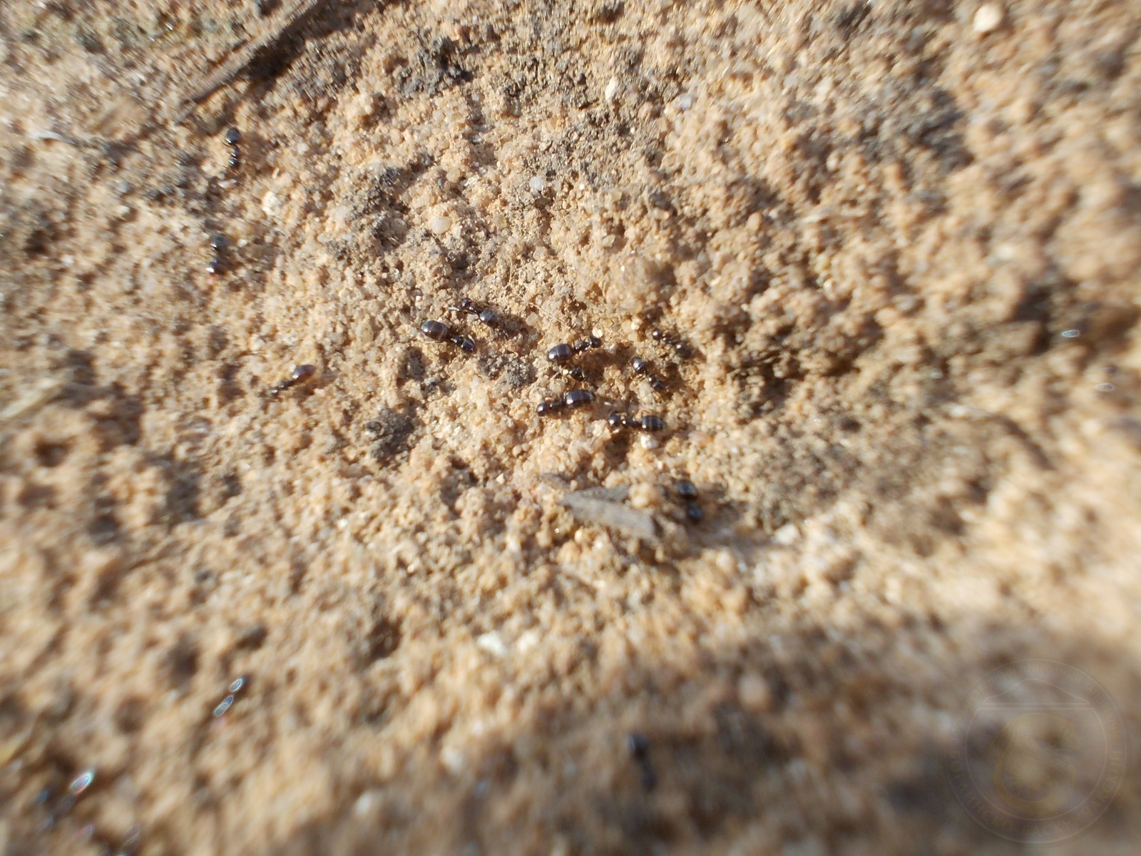 Plagiolepis pallescens