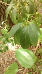 Forsythia viridissima