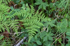 Cystopteris montana