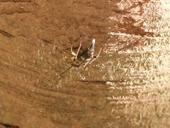 Etorofus obliteratus