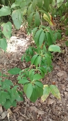 Forsythia viridissima