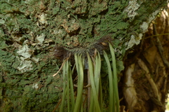 Haplopteris elongata