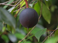 Van-royena castanosperma