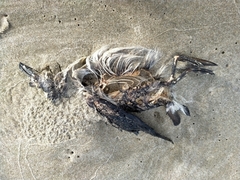 Pelecanoides urinatrix