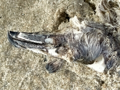 Pelecanoides urinatrix