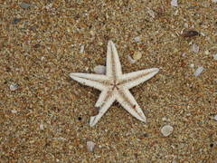 Astropecten indicus