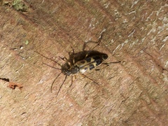 Etorofus obliteratus