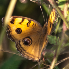 Junonia almana almana