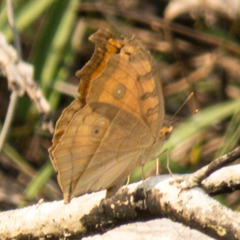 Junonia almana almana