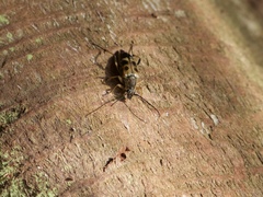 Etorofus obliteratus