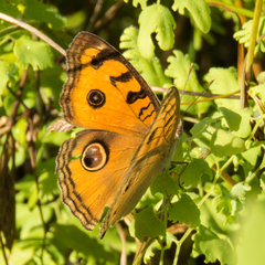 Junonia almana almana
