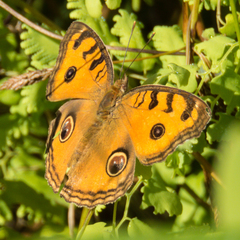 Junonia almana almana