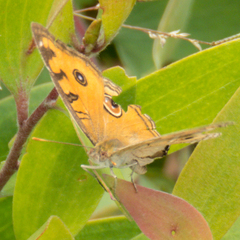 Junonia almana almana