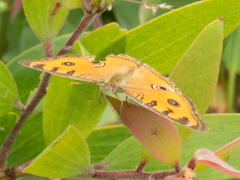 Junonia almana almana