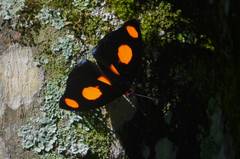 Catonephele numilia esite