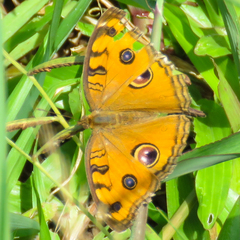 Junonia almana almana
