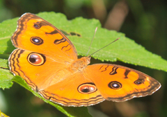 Junonia almana almana