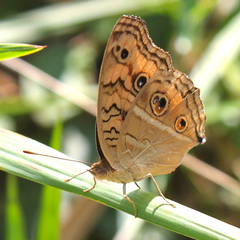 Junonia almana almana