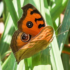 Junonia almana almana