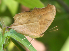 Junonia almana almana