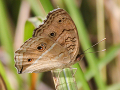 Junonia almana almana