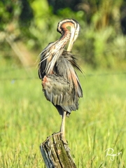 Ardea purpurea