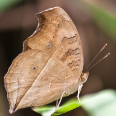 Junonia almana almana
