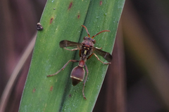 Ropalidia hongkongensis