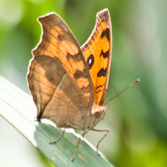 Junonia almana almana