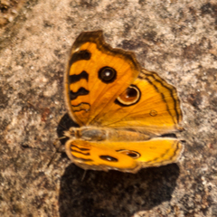 Junonia almana almana