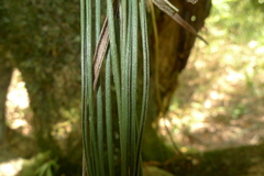 Haplopteris elongata