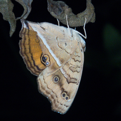 Junonia almana almana