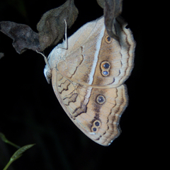 Junonia almana almana