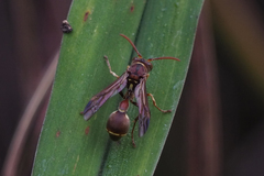 Ropalidia hongkongensis
