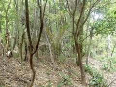 Hedycarya arborea