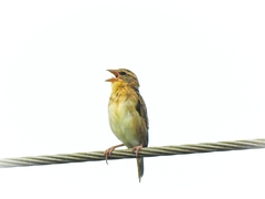 Ploceus philippinus
