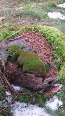 Anacamptodon splachnoides