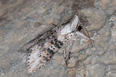 Cucullia absinthii