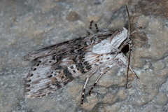 Cucullia absinthii