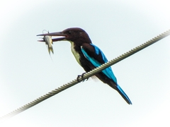 Halcyon smyrnensis