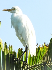 Bubulcus ibis