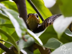 Ptyas mucosa