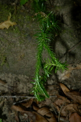 Phlegmariurus proliferus