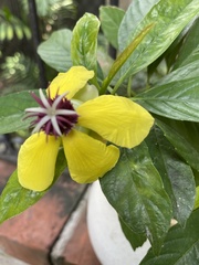 Dillenia sibuyanensis