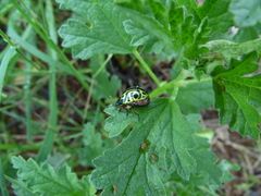 Calligrapha serpentina