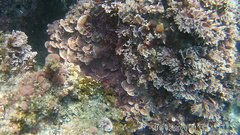 Mesophyllum lichenoides