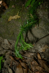 Phlegmariurus proliferus