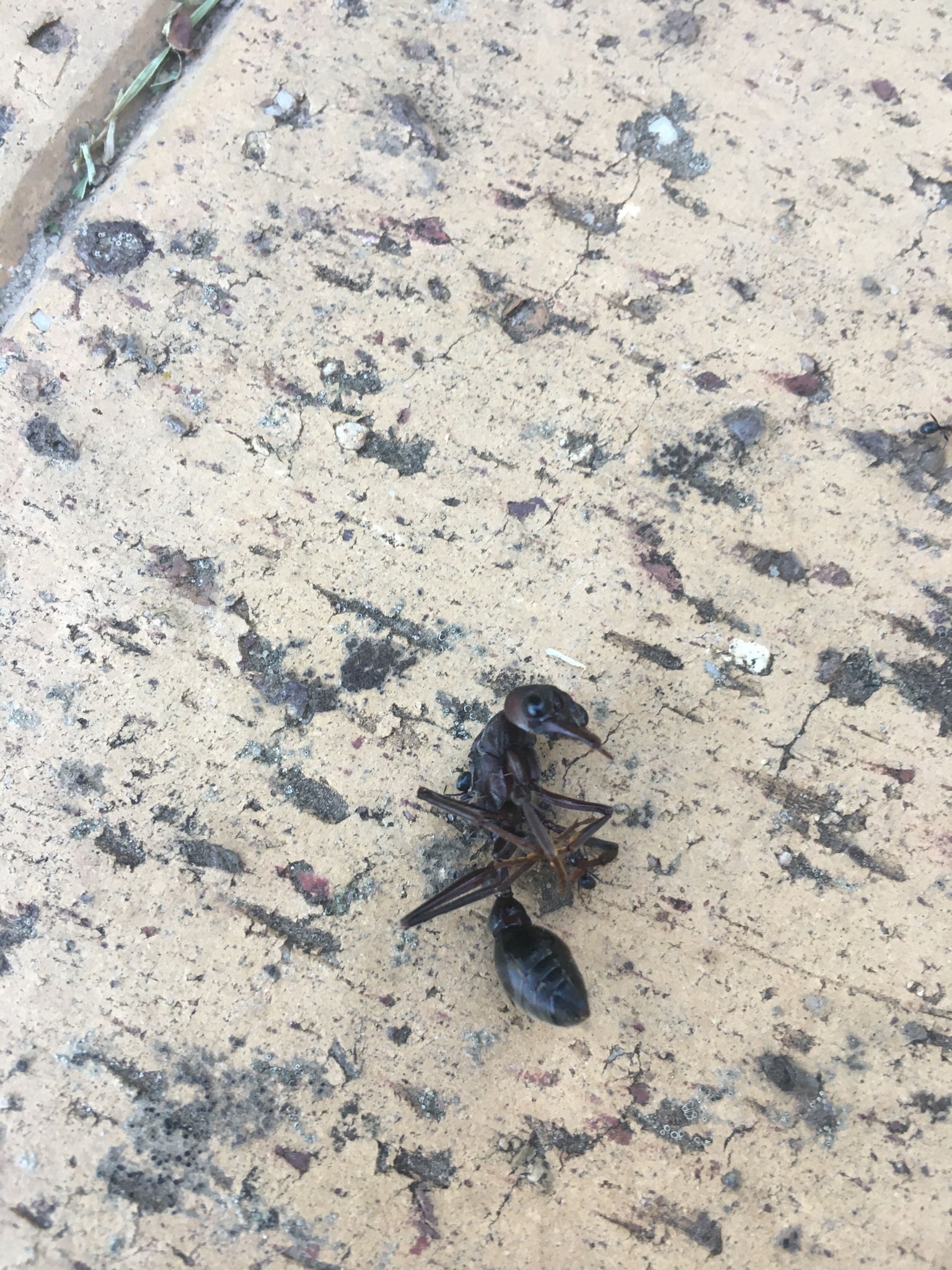 Myrmecia